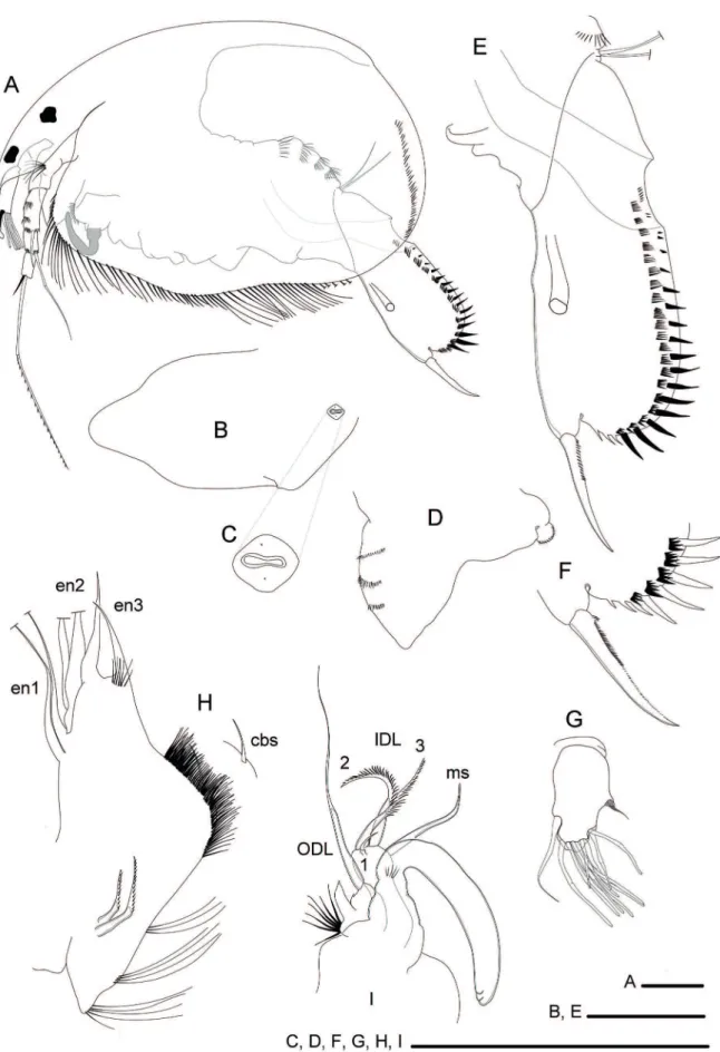Figure 4.  Adult male of Leydigiopsis ornata: A, Habitus; B, Head Shield; C, main head pores; D, Labral keel; E, Postabdomen; F,  idem, postabdominal claw; G, Antennule; H, First limb, endites (en) and copulatory brush seta (cbs); I, idem, copulatory hook,