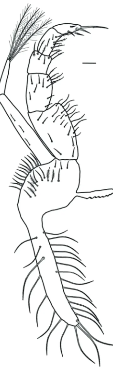 Figure 9.  Dilocarcinus septemdentatus (Herbst, 1783). Dorsal  view of left third maxilliped