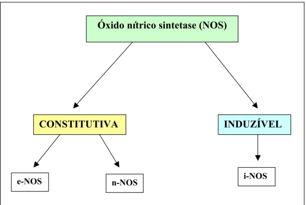 Figura 3. Óxido nítrico sintetase (isoformas) – (DUSSE, 2003). 