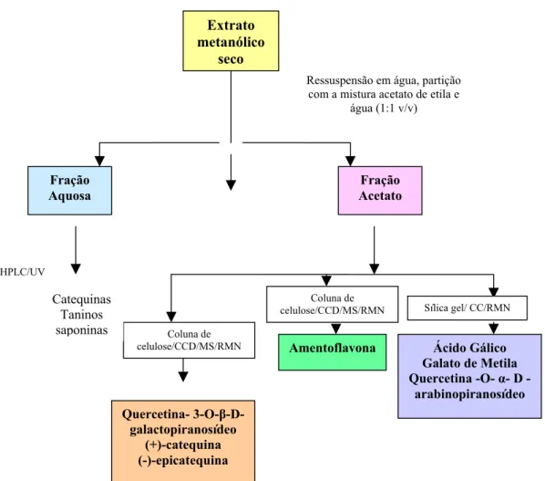 Figura 6. Representação esquemática para a obtenção das frações e compostos isolados do extrato  metanólico das folhas de Byrsonima crassa Niedenzu