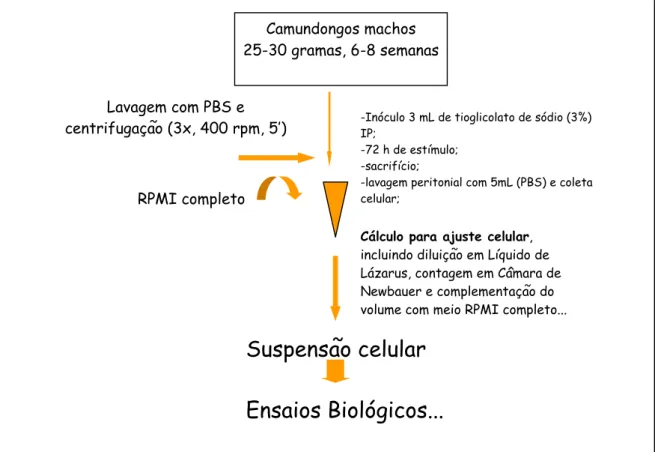 Figura 8. Esquema de obtenção das células de exudato peritoneal de camundongos Swiss  (PEC) para os ensaios imunológicos
