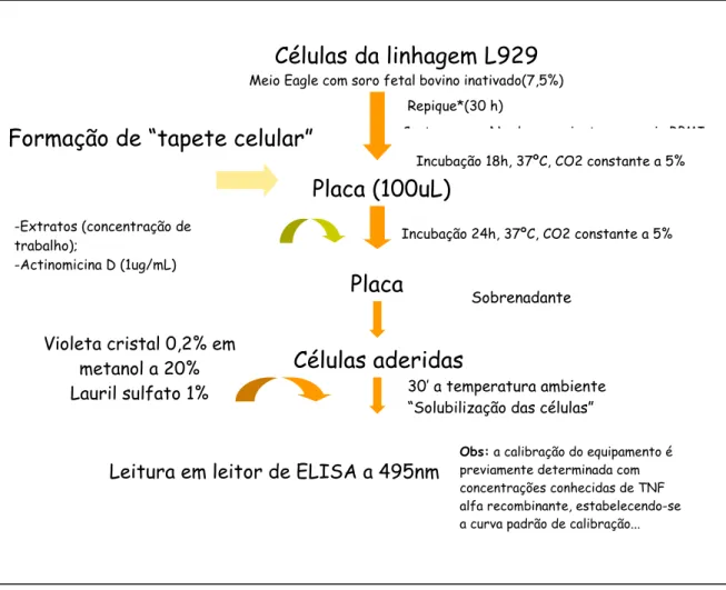 Figura 11. Esquema do ensaio de liberação de TNF- α por macrófagos peritoneais de  camundongos Swiss