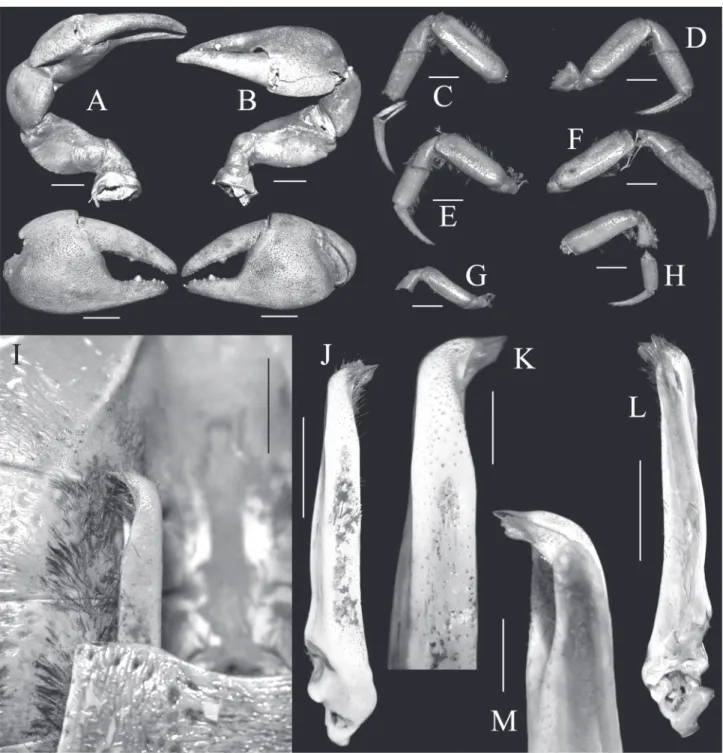 Figure 3.  Cardisoma hirtipes Dana, 1851, lectotype male (58.2 × 47.4 mm) (USNM 2356)