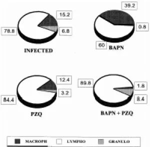 Fig. 2: composition of cellular infiltrate in granulomas from livers pooled from five mice
