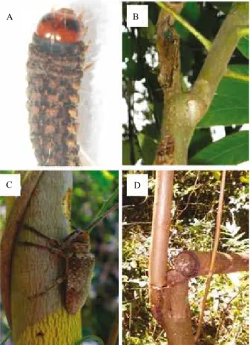 Figura 2. Exemplar  da  larva  de  Hypsipyla  grandella,  encontrada no caule de cedro atacado em 19 de agosto de  2013 (A); ponteira de cedro atacada por Hypsipyla grandella  (B); Oncideres sp