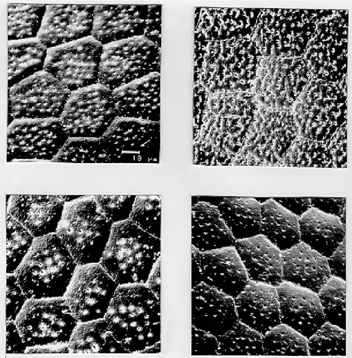 Fig. 1: exochorion of the egg bodies of four distinct populations of Triatoma brasiliensis