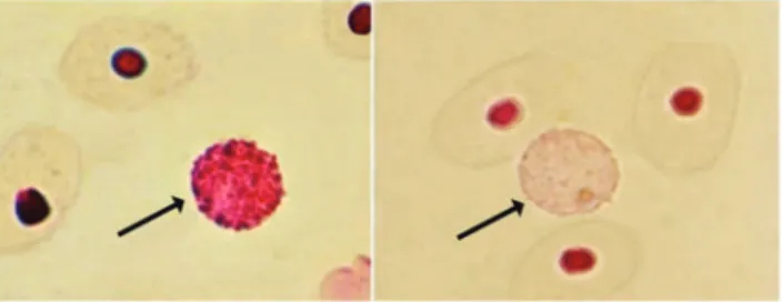 Figure 2. Cytochemical peroxidase method to detect peroxidase activity in blood smears of turtles - on the left with positive basophil peroxidase activity
