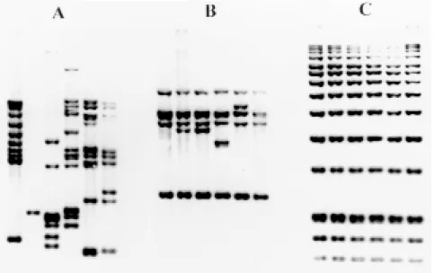 Fig. 3: strain typing of Mycobacterium tuberculosis by the standardized RFLP method. DNA from six different strains of M.
