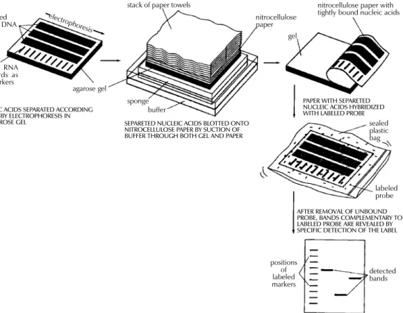 Fig. 1: detection of specific DNA molecules by gel-transfer hybridization.