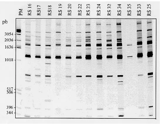 Fig. 5: a 4% polyacrylamide gel stained with silver shows the RAPD profiles of 13 zymodeme ZB Trypanosoma cruzi strains from the State of Rio Grande do Sul amplified with primer 3307.