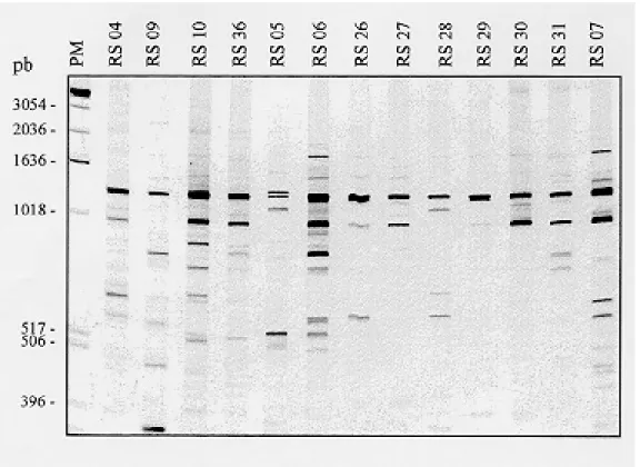 Fig. 6: a 4% polyacrylamide gel stained with silver shows the RAPD profiles of 13 zymodeme Z2 Trypanosoma cruzi strains from the State of Rio Grande do Sul amplified with primer λgt11R.