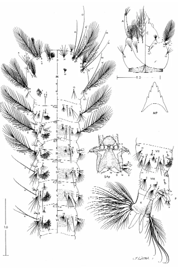 Fig. 2: Anopheles rondoni larva. A: antenna; C: cranium;  M: mesothorax; MP: mental plate; P: prothorax; SAp: