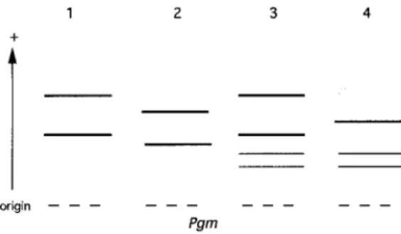 Fig. 2: UPGMA (unweighted pair group method of analysis) dendrogram derived from genetic Jaccard’distances obtained from multilocus enzyme electrophoresis (MLEE) of 25  Try-panosoma cruzi Peruvian stocks and two reference ones.