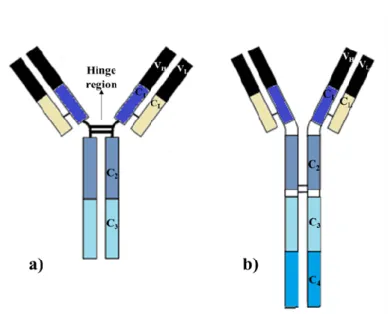 Figure 2: Structure of IgG (a) and IgY (b) representation of H and L chains, hinge region and C and V  domains