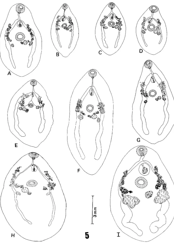 Fig. 5 (figs in same scale): Prosthenhystera obesa. Total view of mature specimens (uterus not represented) demonstrating variation in body and testes size and shape of specimens from different hosts