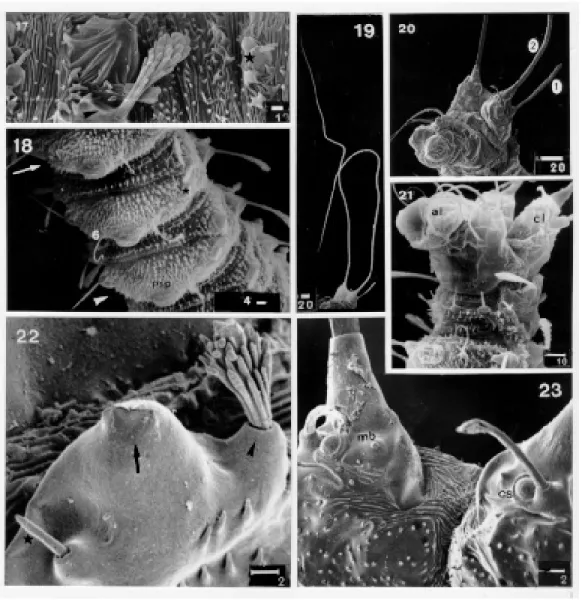 Fig. 20: idem, showing the ninth abdominal segment in latero-ventral view. Fig. 21: end of the eighth and ninth abdominal segment in ventro-lateral view