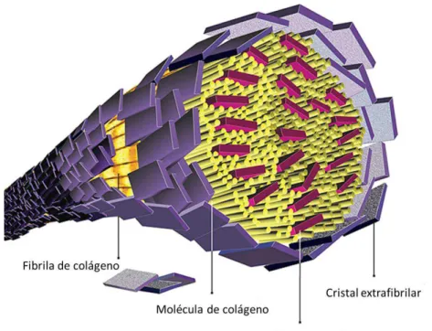 Figura 1 - Representação esquemática de uma fibra de colágeno, formada pelo empacotamento de  várias fibrilas