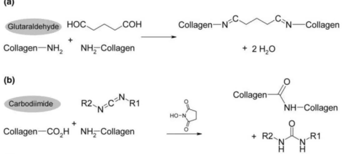 Figura 3 - Mecanismo de reação da carbodiimida (EDC) e do glutaraldeído com o colágeno