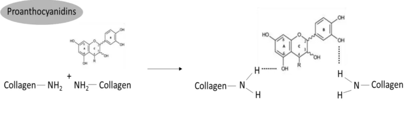 Figura 4 - Mecanismo de reação da proantocianidina (PA) com o colágeno. Proantocianidinas (PAs)  e colágeno formam complexos estabilizados principalmente por ligações de hidrogênio entre o grupo  amida do colágeno e a hidroxila fenólica das PAs e, também, 