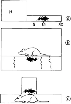 Fig. 1: experimental designs - a: exposure of the bugs to the thermal stimuli (H); b: exposure of rats to the bugs’ bites, to estimate the bite frequency;  c: exposure of a mouse to the bite of the bugs for defecation studies (see text).