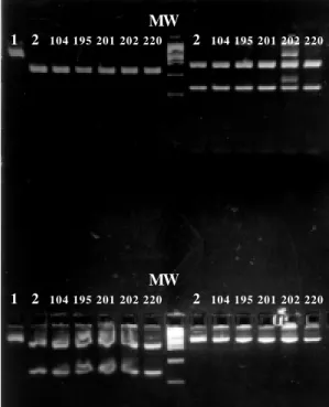 Fig. 2: restriction analysis of the polymerase chain reaction products obtained from each of the strains belonging to the first outbreak