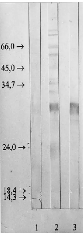 Fig. 2: immunoblotting characterization of Toxoplasma gondii tachyzoites lysate transferred on to nitrocellulose