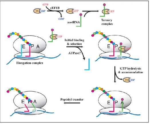 Figure 5 - Translation elongation in eukaryotes. Adapted from Kapp and Lorsch (2004)