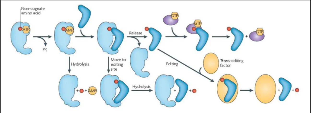 Figure 9 - Quality control steps during the formation of a non-cognate aminoacyl-tRNA