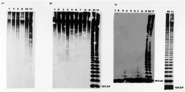 Fig. 1: autoradiographs of Southern blots showing typical banding observed when (a) Eco RI (b) Hae III and (c) Hinf  I digests of DNA from Trypanosoma cruzi stocks, hybridized with the 195 bp repeated probe.
