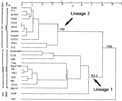Fig. 2: dendrogram of the 24 Trypanosoma cruzi stocks constructed by UPGMA method from Jaccard’s distances obtained by RAPD and MLEE (29 loci) method joined toghether