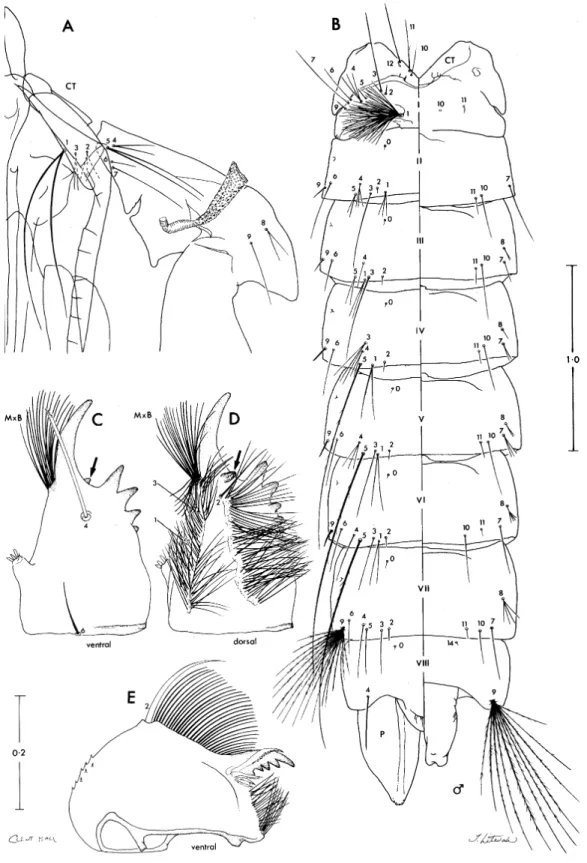 Fig. 4: pupa and larval mouthparts of Sabethes (Peytonulus) luxodens sp. n.  (A,B) - Pupa - (A) dorsal aspect of cephalothorax, left side; (B) dorsal and ventral aspects of left side of metathorax and abdomen
