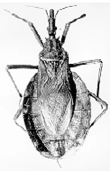 Fig. 1: Triatoma bassolsae sp. n., macho.