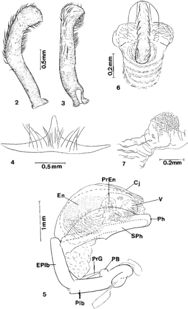 Fig. 5: falo em repouso, vista de perfil. Fig. 6: vesica. Fig. 7: processo do endosoma