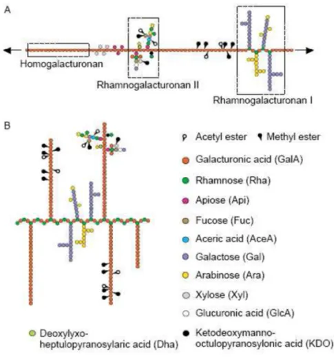 Figura  4  -  Representação  esquemática  da  estrutura  convencional  da  pectina  (A)  e  da  recentemente proposta (B) (Fonte: Willats et al., 2006).