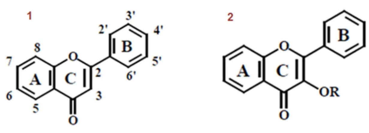 Figura  8  -  Estruturas  químicas  dos  seguintes  flavonóides:  (1-  Esqueleto  básico  da  flavona;  2-  Esqueleto básico do flavonol.), (Fonte: Lianda, 2009)