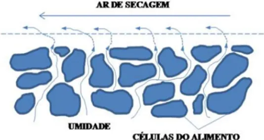 Figura  9  -  Representação  esquemática  do  movimento  de  água  durante  a  secagem  (Fonte: 