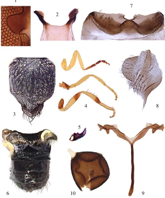 Fig. 10: spermatheca