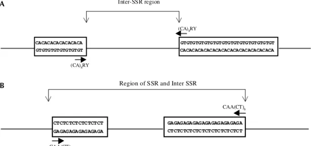 Fig. 1-A: schematic representation of the inter-simple sequence repeat region, primer (CA) 8 RY (Zietkiewiez et al
