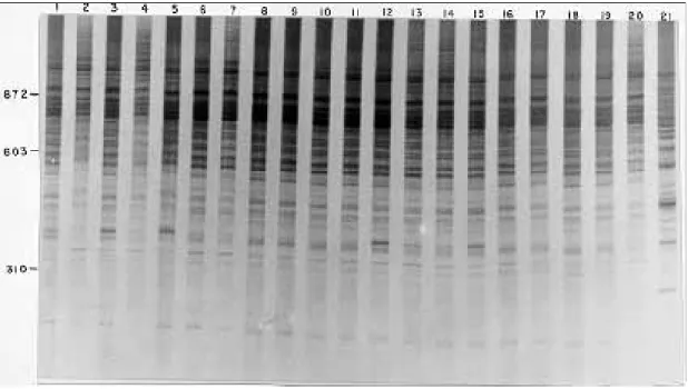Fig. 2: 6% silver-stained polyacrylamide gels showing simple sequence repeat-anchored PCR amplification profiles obtained with the K7 primer from 20 individuals of Biomphalaria kuhniana lanes 1 to 20, from Tucuruí (Pará, Brazil) and one outgroup, B