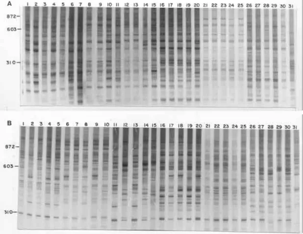 Fig. 3A: 6% silver-stained polyacrylamide gels showing simple sequence repeat- anchored PCR amplification profiles obtained with the (CA) 8 RY primer from 30 Biomphalaria straminea lanes 1 to 5 from Belém (Pará, Brazil); lanes 6 to 10 from Monte Carmelo (M