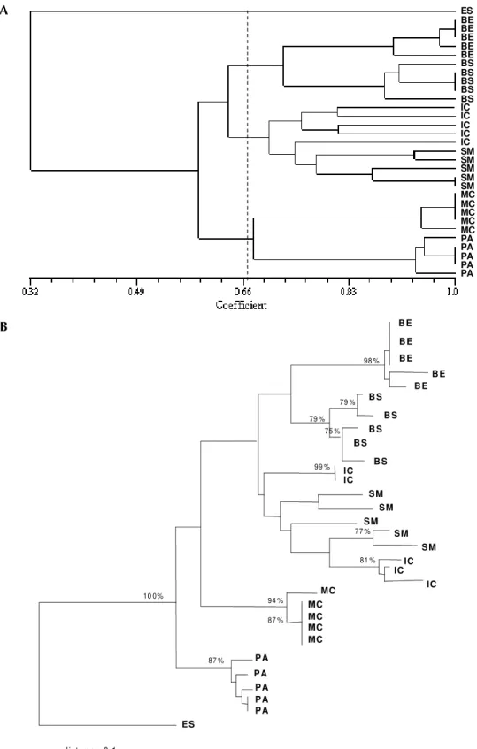 Fig. 4-A: UPGMA tree of 30 Biomphalaria straminea and one outgroup B. glabrata, constructed using the simple sequence repeat-anchored PCR amplification profiles produced with the two primers