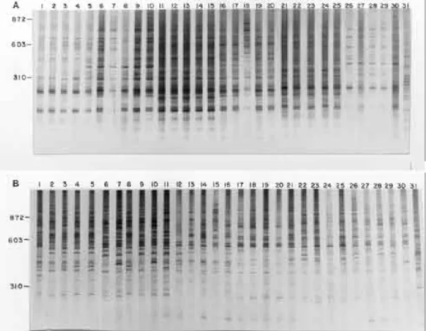 Fig. 5A: 6% silver-stained polyacrylamide gel showing simple sequence repeat - anchored PCR amplification profiles obtained with the (CA) 8 RY primer from 30 Biomphalaria intermedia lanes 1 to 5 from Planura (Minas Gerais, Brazil); lanes 6 to 10 from Paulo