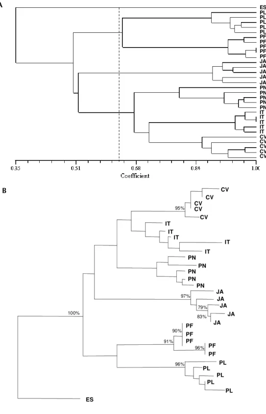 Fig. 6-A: UPGMA tree of 30 Biomphalaria intermedia and one outgroup B. glabrata, constructed using the simple sequence repeat- anchored PCR amplification profiles produced with the two primers