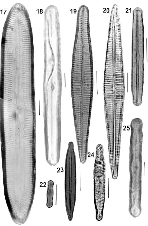 Fig. 17: Pinnularia streptoraphe. Fig. 18: P. maior. Fig. 19: Gomphonema sp. Fig. 20: G