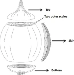 Figure 2 - Parts of the onion bulb considered as solid wastes (reproduced from Zabot et al.(89)) 