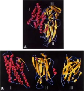 Fig. 2: homology model deduced for the tridimensional struc- struc-ture of the Cry11Bb toxin