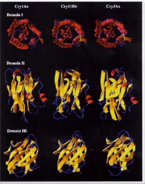Fig. 3: comparison of the structural domains of the Cry1Aa, Cry11Bb, and Cry3A. Upper view of domain I shows that the three toxins are almost identical