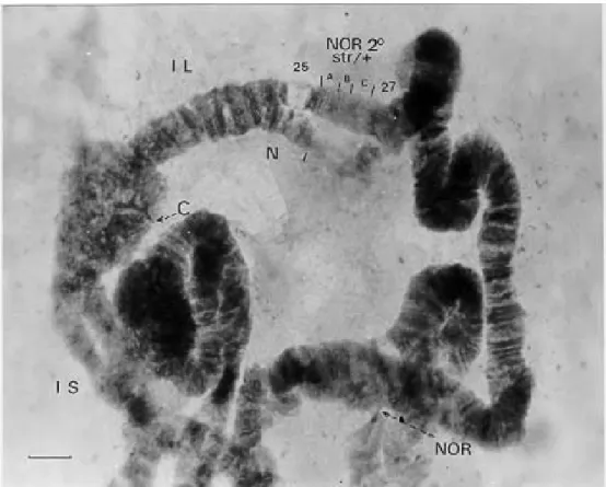 Fig. 1: polymorphism in the IL arm of Simulium (Chirostilbia) pertinax from Muriqui, RJ, 6th instar/male