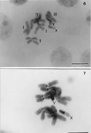Fig. 6: female chromosomes. Fig. 7: male chromosomes. The autosomes exhibit somatic pairing