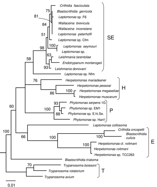 Fig. 1: the maximum likelihood  consensus tree of insect trypanosomatids inferred from the small subunit ribosomal RNA sequences (Merzlyak et al